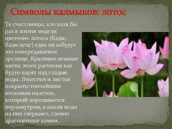 Символы калмыков: лотос Те счастливцы, кто хотя бы раз в жизни видели цветение лотоса