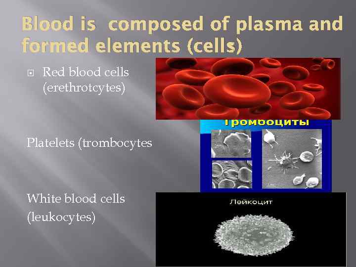 Blood is composed of plasma and : formed elements (cells) Red blood cells (erethrotcytes)
