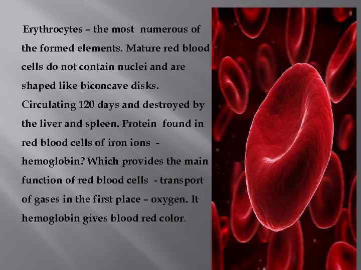 Erythrocytes – the most numerous of the formed elements. Mature red blood cells do