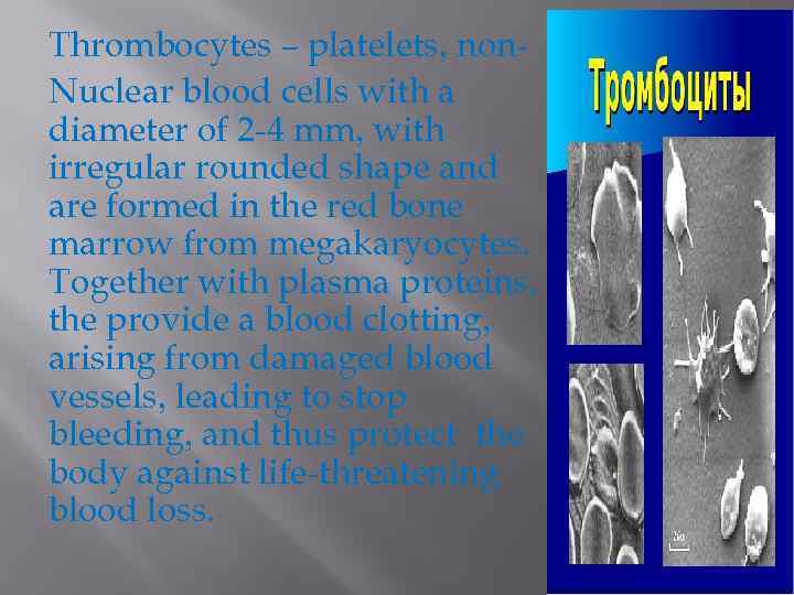Thrombocytes – platelets, non. Nuclear blood cells with a diameter of 2 -4 mm,