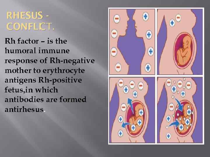 RHESUS CONFLI CT. Rh factor – is the humoral immune response of Rh-negative mother