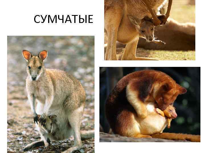 СУМЧАТЫЕ 