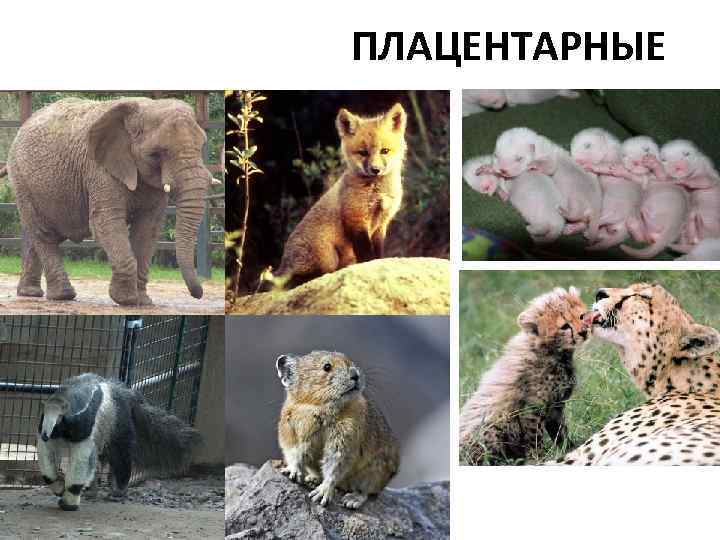 ПЛАЦЕНТАРНЫЕ 