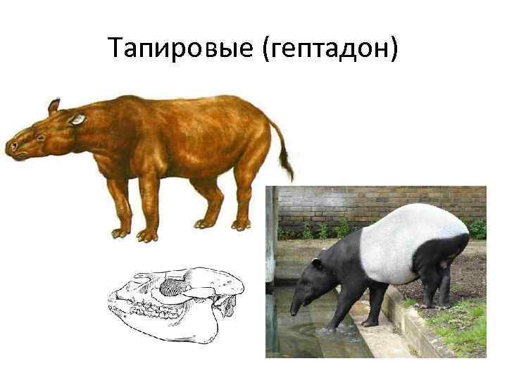 Тапировые (гептадон) 