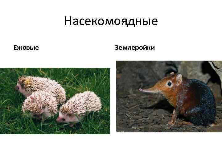 Насекомоядные Ежовые Землеройки 