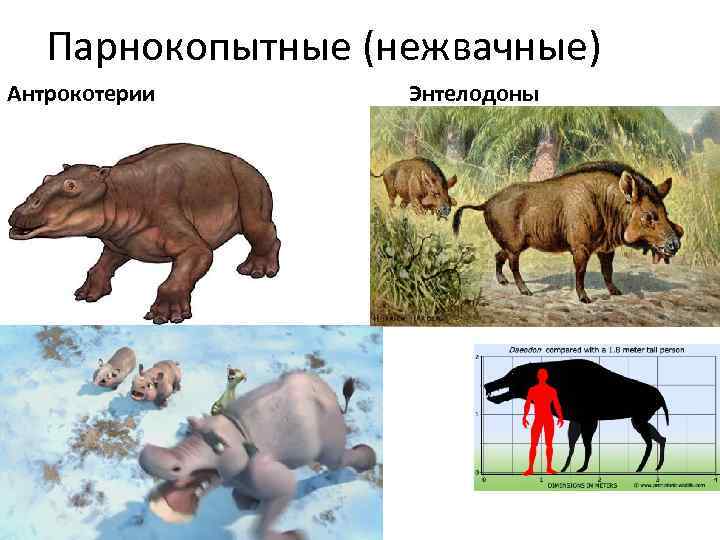 Парнокопытные (нежвачные) Антрокотерии Энтелодоны 