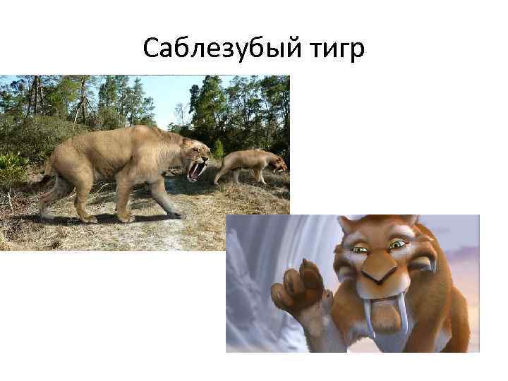 Саблезубый тигр 