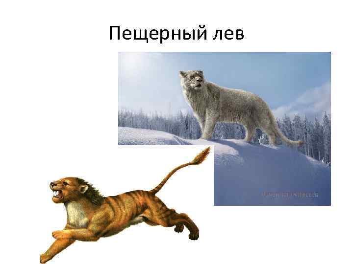 Пещерный лев 