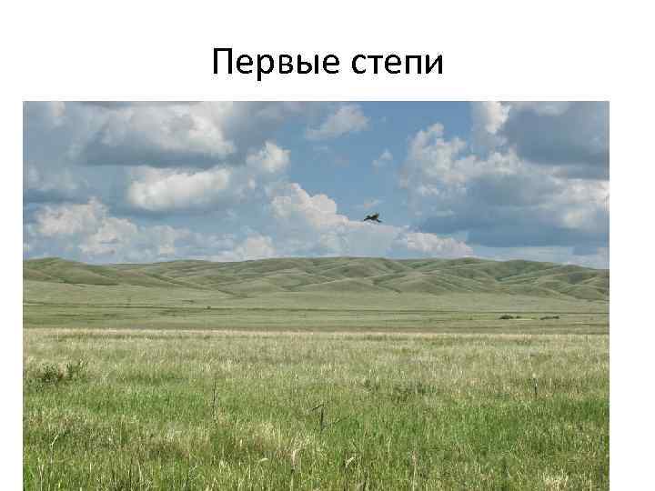 Первые степи 