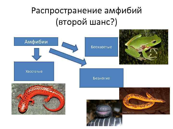 Распространение амфибий (второй шанс? ) Амфибии Бесхвостые Хвостатые Безногие 