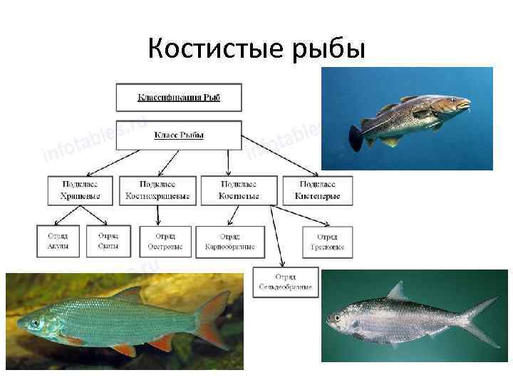 Костистые рыбы 