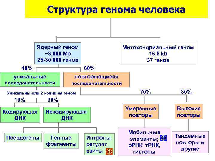 Организация и эволюция ядерного генома презентация