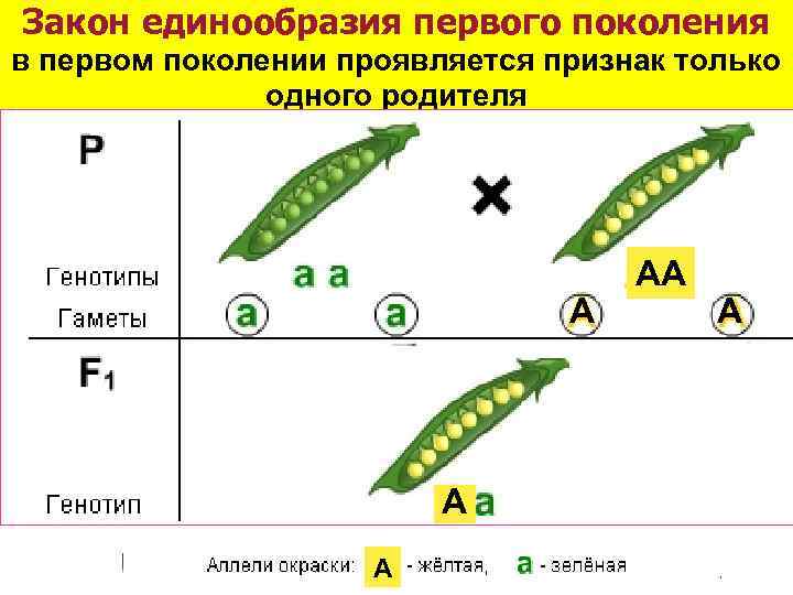 Закон единообразия первого поколения. Закон единообразия. Закон единообразия гибридов первого поколения горох. 1 Закон – закон единообразия гибридов первого поколения.