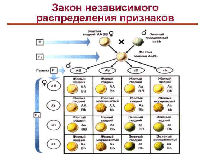 Закон независимого распределения. Закон независимого распределения признаков. Независимое распределение признаков. Закон независимого распределения генов. Распределения в генетике.