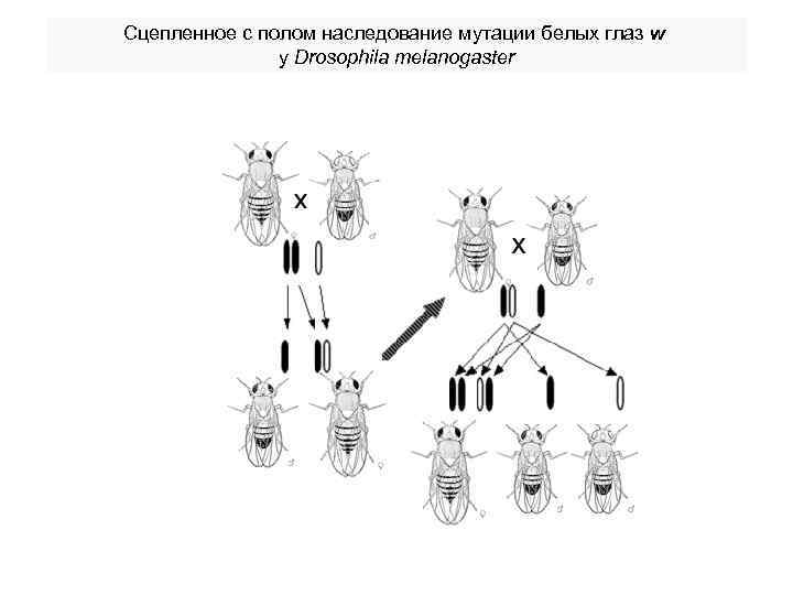 Сцепленные признаки у дрозофилы