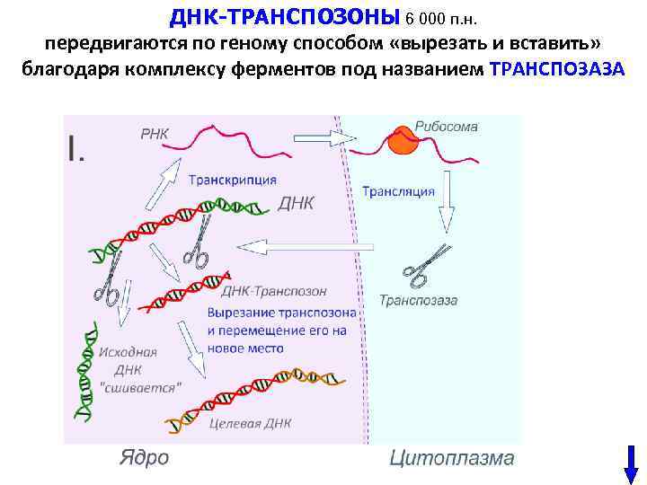 3 трансляция днк