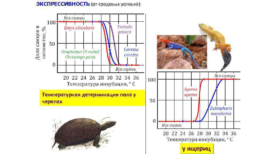 ЭКСПРЕССИВНОСТЬ (от средовых условий) Температурная детерминация пола у черепах у ящериц 