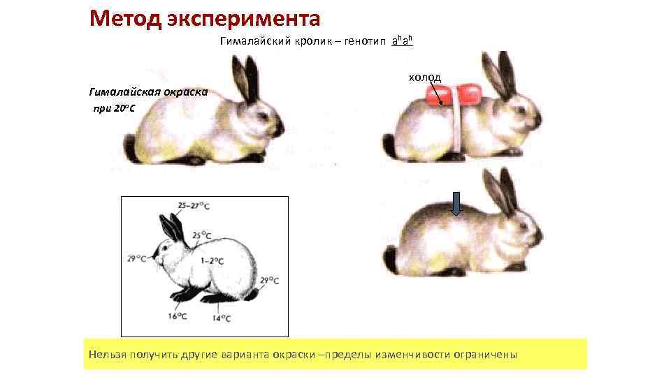 Метод эксперимента Гималайский кролик – генотип ahah Гималайская окраска холод при 20 о. С