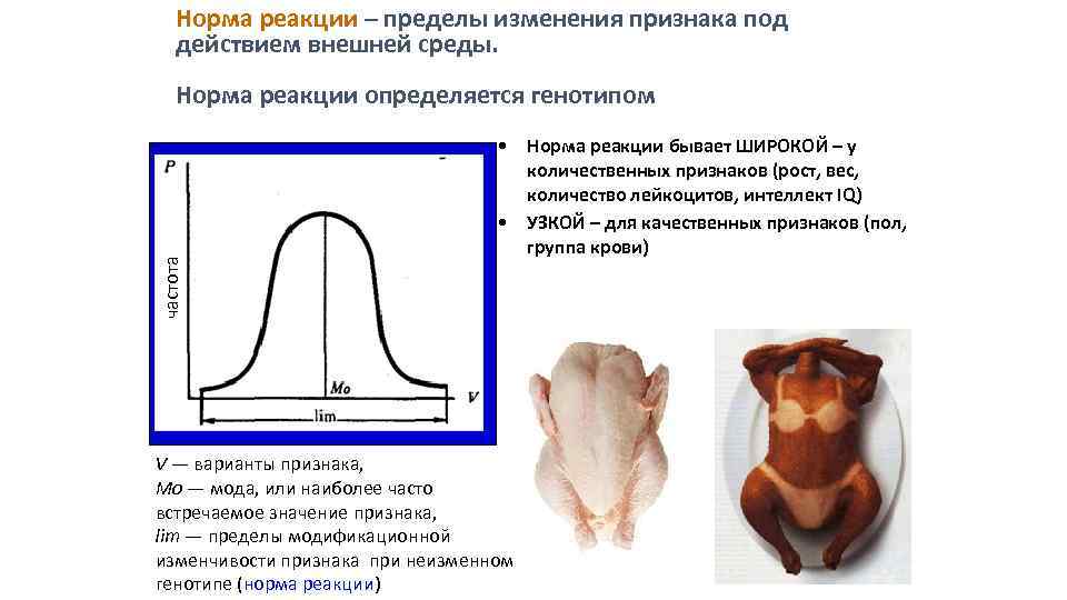 частота Норма реакции – пределы изменения признака под действием внешней среды. Норма реакции определяется