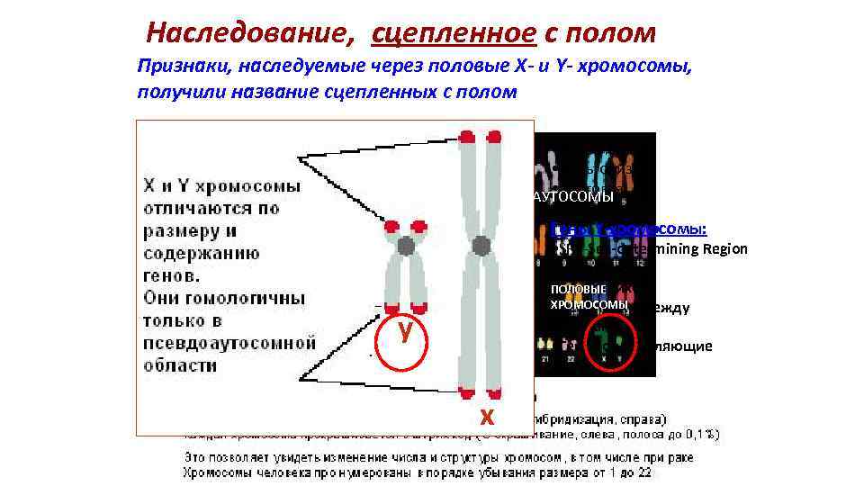  Наследование, сцепленное с полом Признаки, наследуемые через половые X- и Y- хромосомы, получили