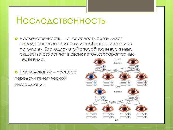 Наследственность — способность организмов передавать свои признаки и особенности развития потомству. Благодаря этой способности