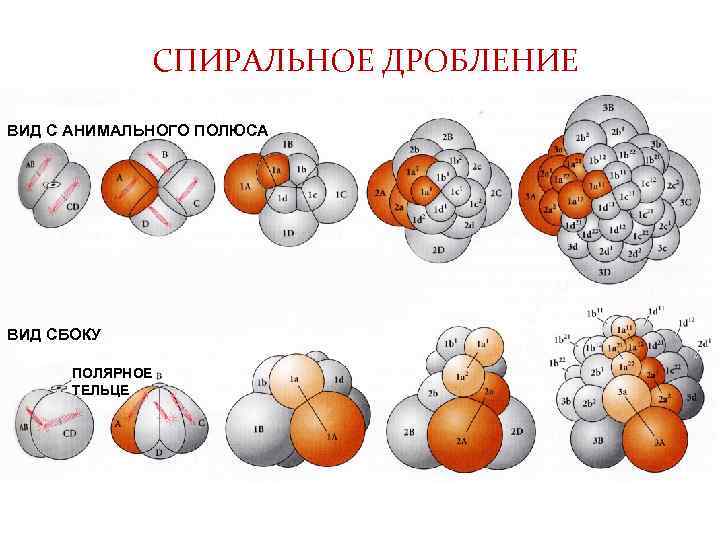 СПИРАЛЬНОЕ ДРОБЛЕНИЕ ВИД С АНИМАЛЬНОГО ПОЛЮСА ВИД СБОКУ ПОЛЯРНОЕ ТЕЛЬЦЕ 