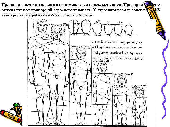 Пропорции ребенка. Пропорции тела ребенка 5 лет. Пропорции ребенка 7 лет. Пропорции годовалого ребенка. Пропорции ребенка для ватной игрушки.