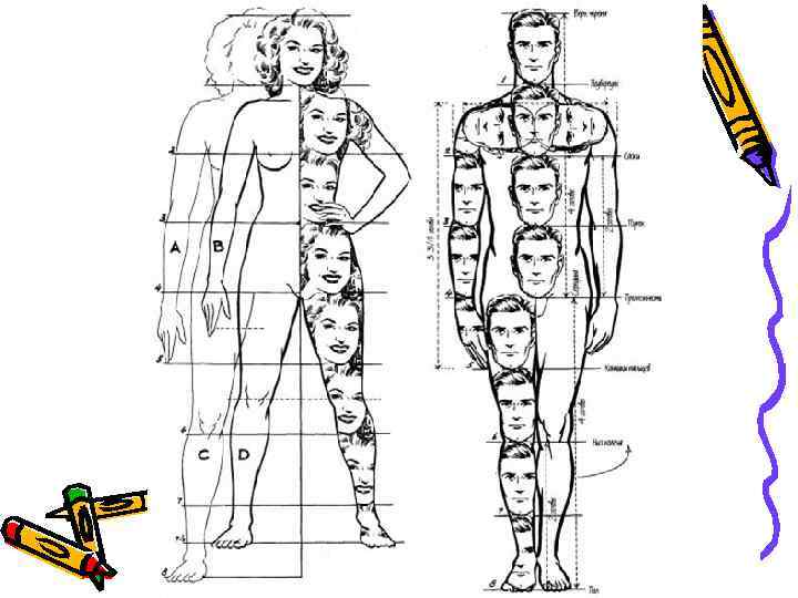 Сколько раз голова помещается в теле рисунок