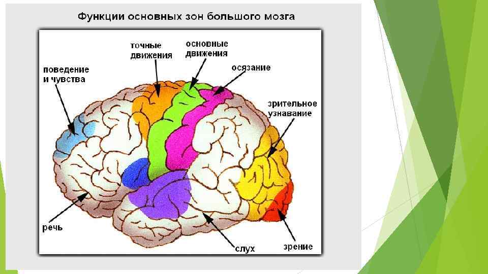 Высшая нервная деятельность фото