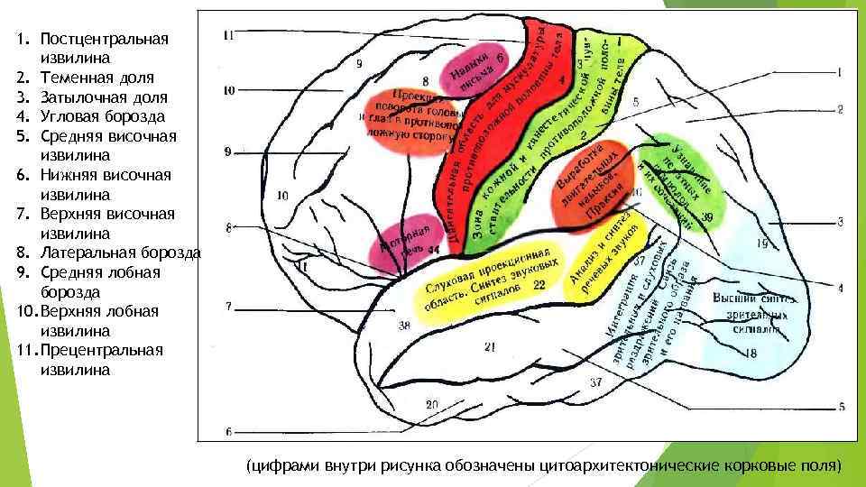 Высшая нервная деятельность рисунок