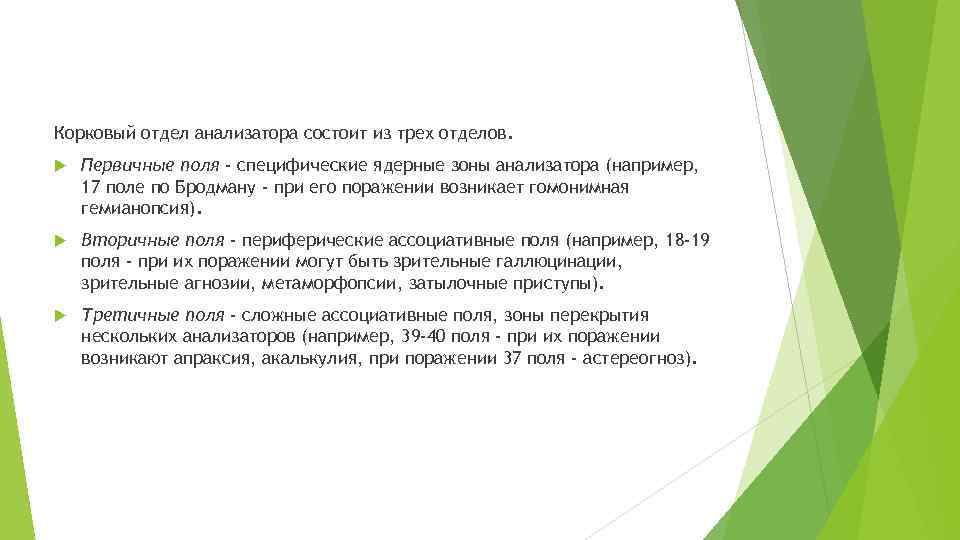 Корковый отдел анализатора состоит из трех отделов. Первичные поля - специфические ядерные зоны анализатора