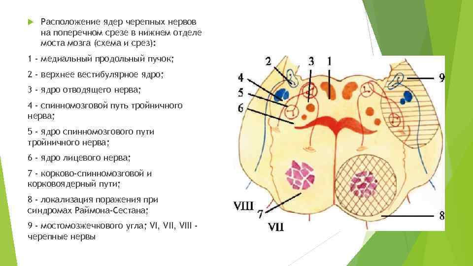 Расположение ядра. Ядра черепных нервов на срезе. В мосту расположены ядра черепных нервов. Расположение ядер черепных нервов на поперечном срезе. Средний мозг ядра черепных нервов схема.