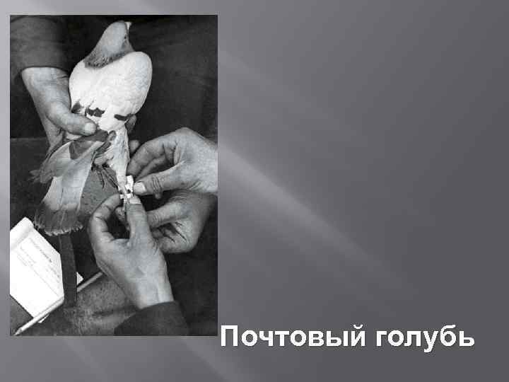 Почтовый голубь 