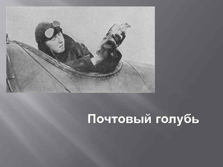 Почтовый голубь 