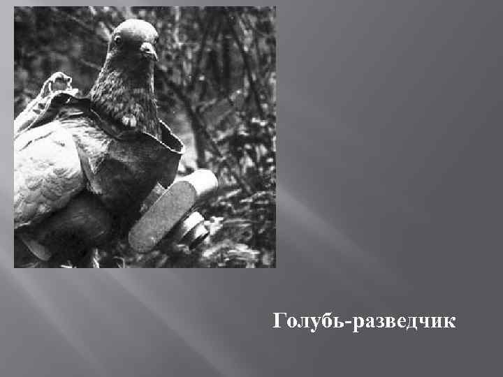 Голубь-разведчик 