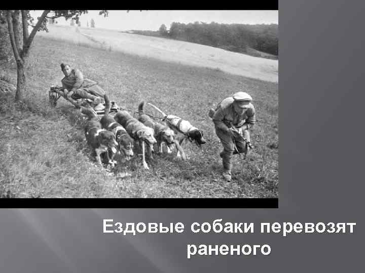 Ездовые собаки перевозят раненого 