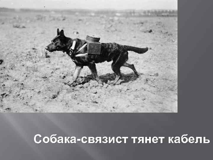 Собака-связист тянет кабель 