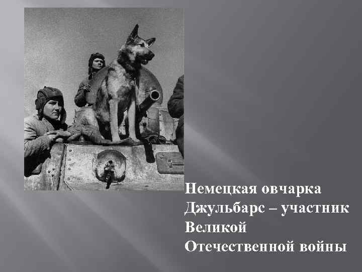 Немецкая овчарка Джульбарс – участник Великой Отечественной войны 