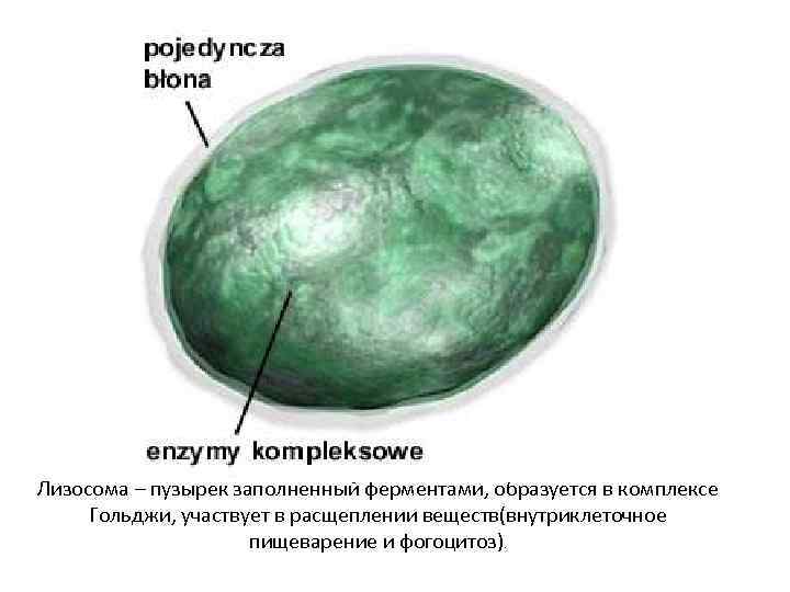 Лизосома – пузырек заполненный ферментами, образуется в комплексе Гольджи, участвует в расщеплении веществ(внутриклеточное пищеварение