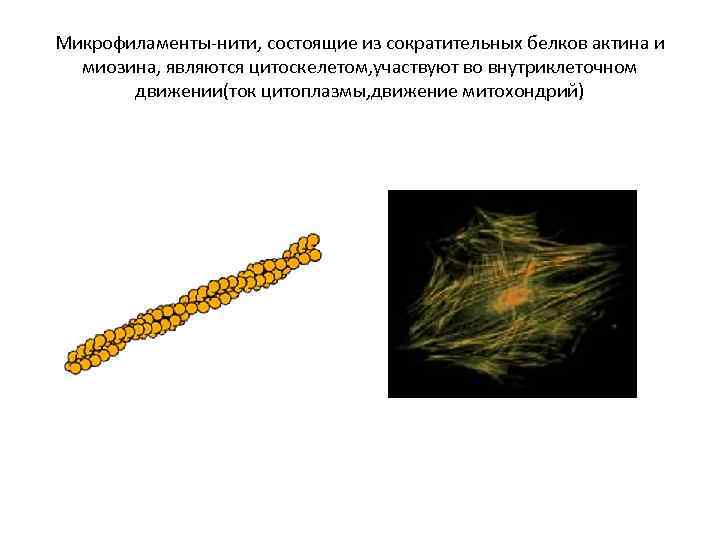 Микрофиламенты-нити, состоящие из сократительных белков актина и миозина, являются цитоскелетом, участвуют во внутриклеточном движении(ток