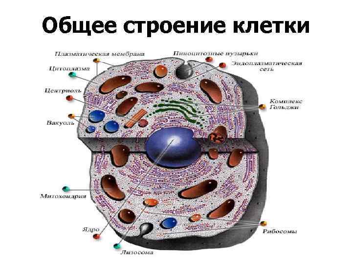 Общее строение клетки 