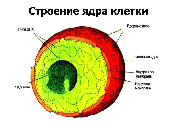 Строение ядра клетки Ядро состоит из кариолеммы, кариоплазмы в которой находится хроматин и ядрышка.