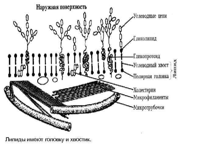 Липиды имеют головку и хвостик. 