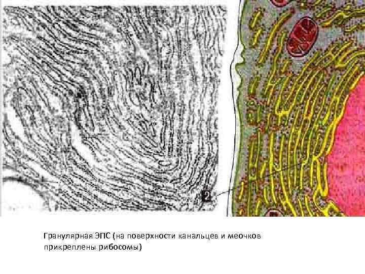 Эндоплазматическая сеть Гранулярная ЭПС (на поверхности канальцев и меочков прикреплены рибосомы) 
