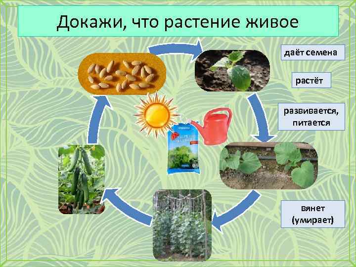 Какие растения дают масло. Растения живые существа для дошкольников. Докажите что растение живой организм. Карточки доказывающие что растения живые.