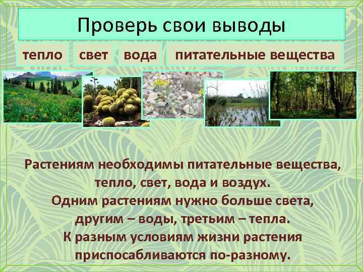 Основное запасное вещество растений