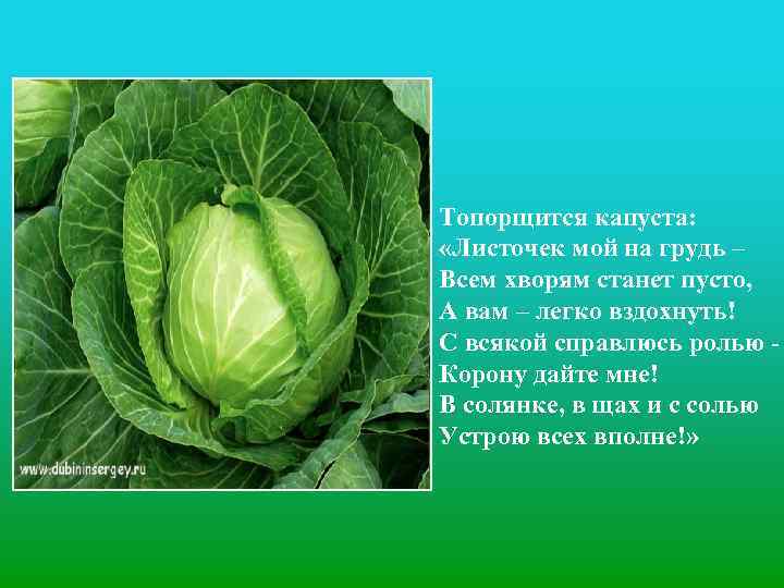 Топорщится капуста: «Листочек мой на грудь – Всем хворям станет пусто, А вам –