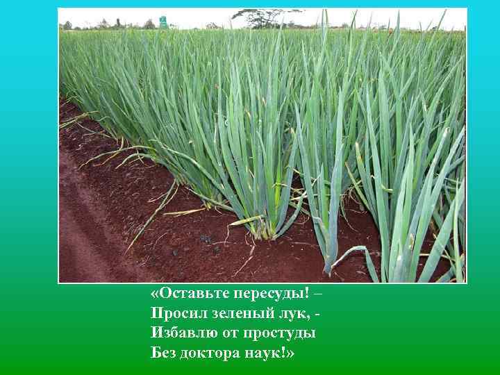  «Оставьте пересуды! – Просил зеленый лук, Избавлю от простуды Без доктора наук!» 