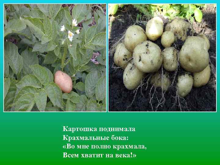 Картошка поднимала Крахмальные бока: «Во мне полно крахмала, Всем хватит на века!» 