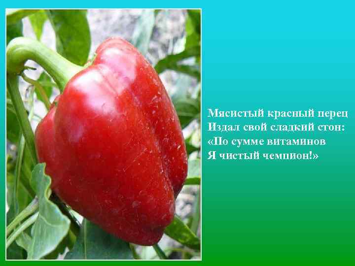 Мясистый красный перец Издал свой сладкий стон: «По сумме витаминов Я чистый чемпион!» 